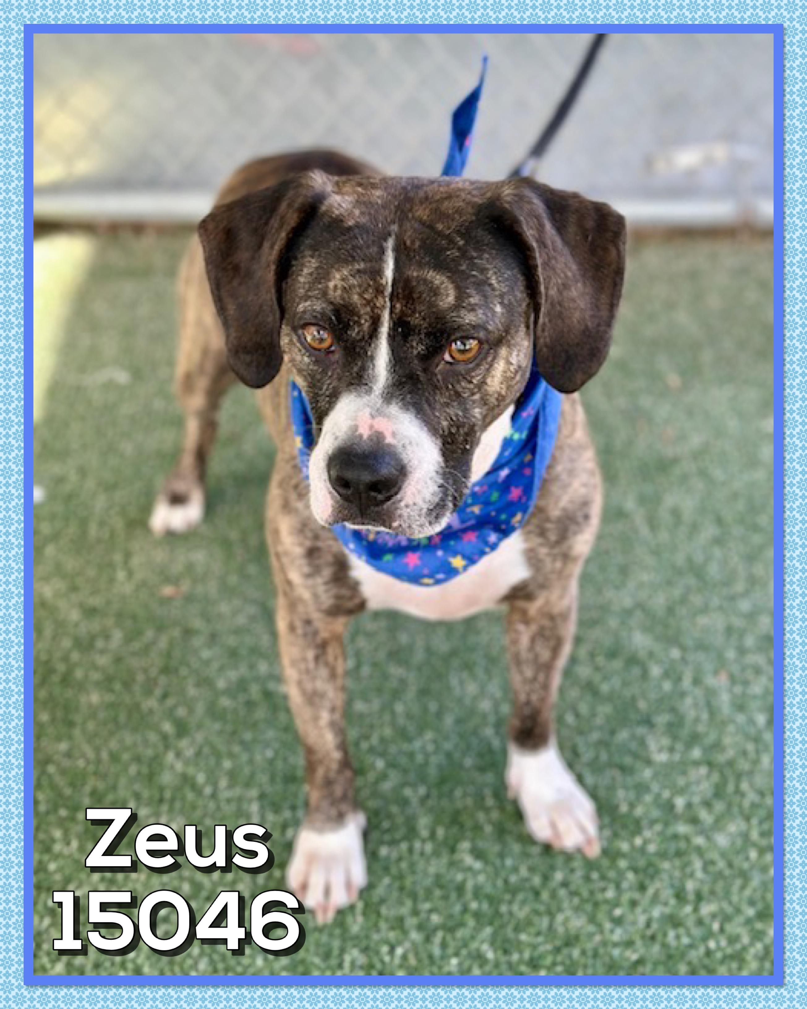 ZEUS (also see SPOT)