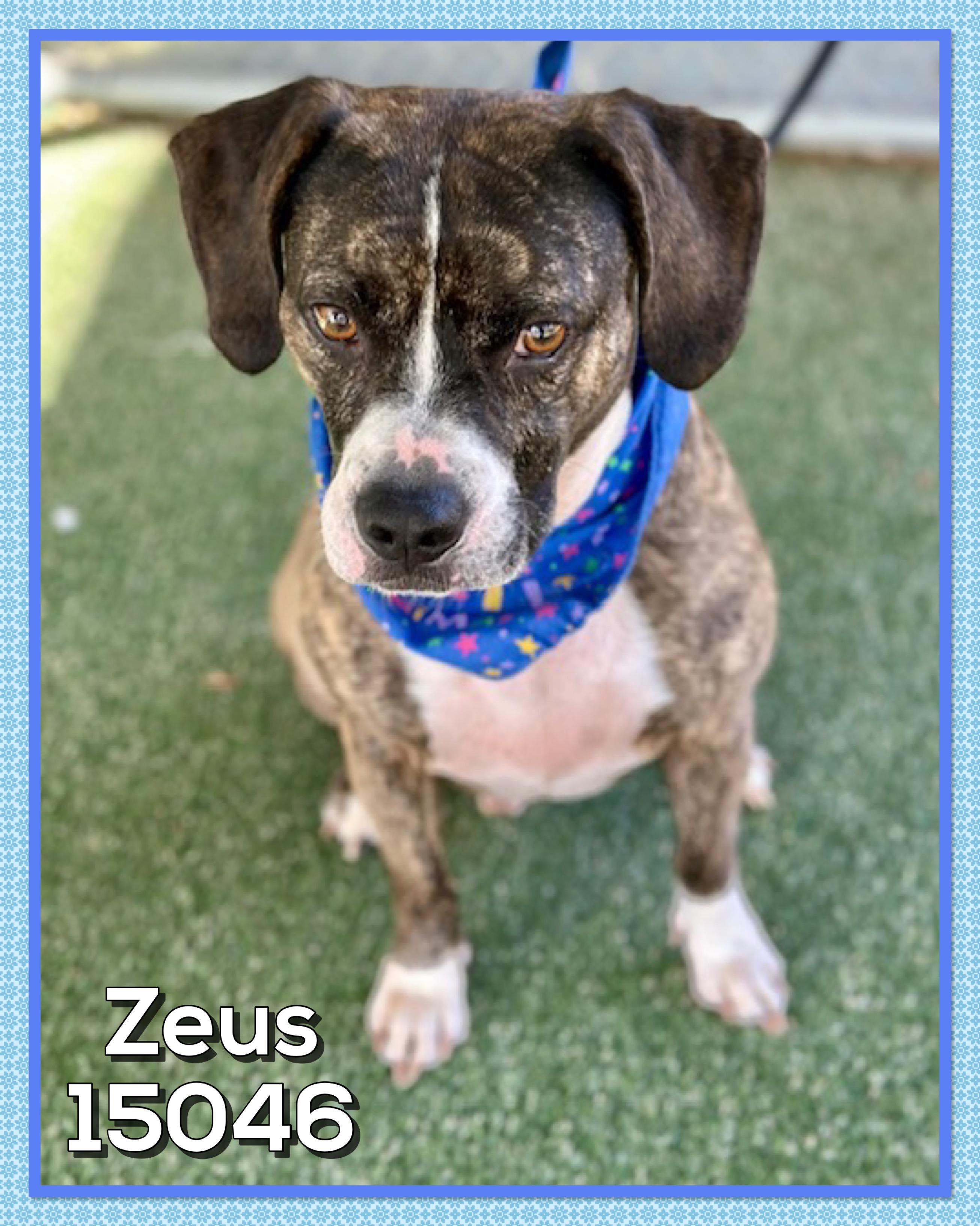 ZEUS (also see SPOT)