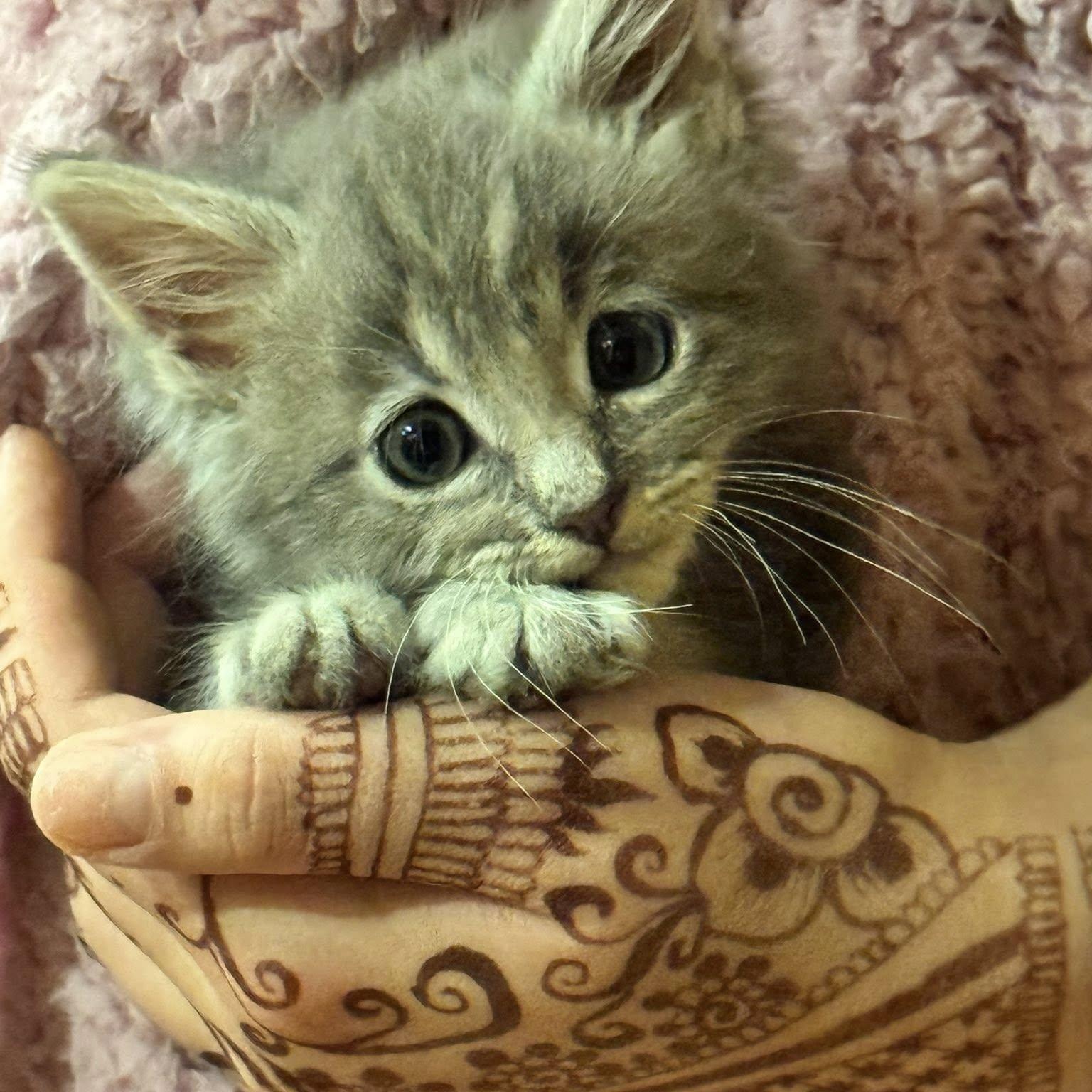 Enlarge Boris, an adopted Domestic Medium Hair in Tracy, CA image 1/5