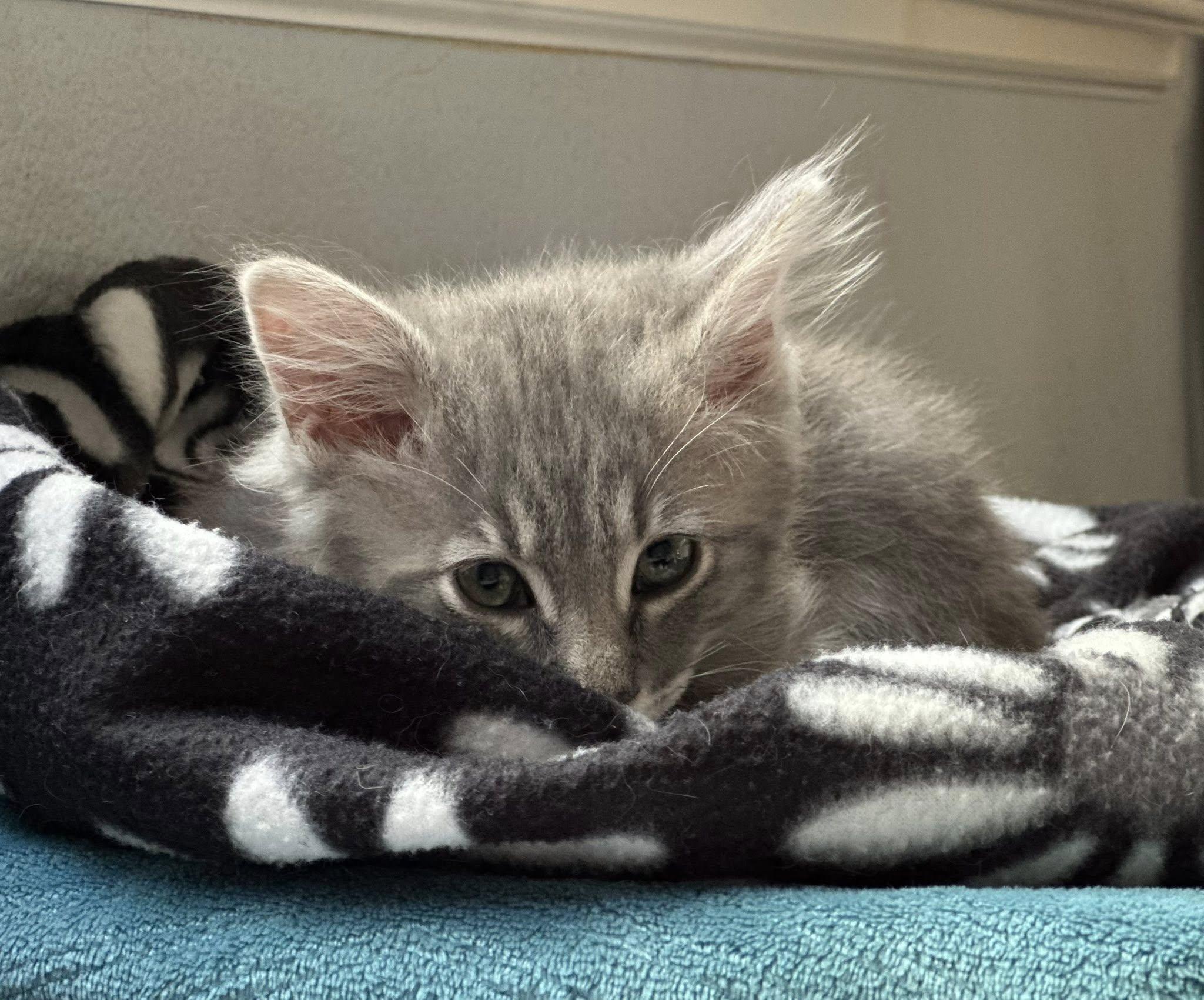 Enlarge Boris, an adopted Domestic Medium Hair in Tracy, CA image 2/5