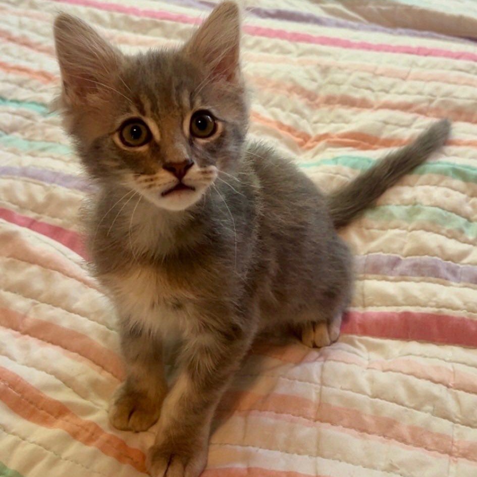 Enlarge Boris, an adopted Domestic Medium Hair in Tracy, CA image 3/5