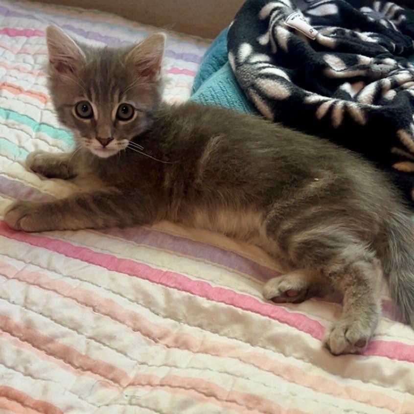 Enlarge Boris, an adopted Domestic Medium Hair in Tracy, CA image 4/5