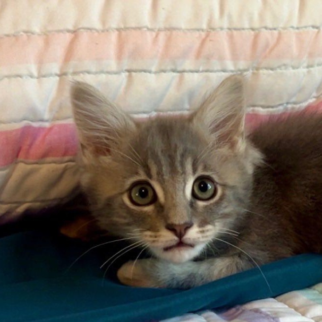 Enlarge Boris, an adopted Domestic Medium Hair in Tracy, CA image 5/5