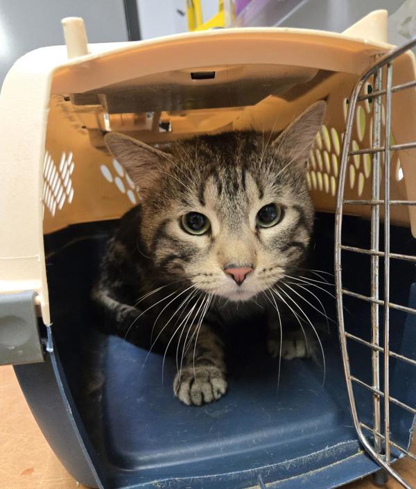 Enlarge Shadow, a Adoptable mixed breed in Winnipeg, MB image 1/1