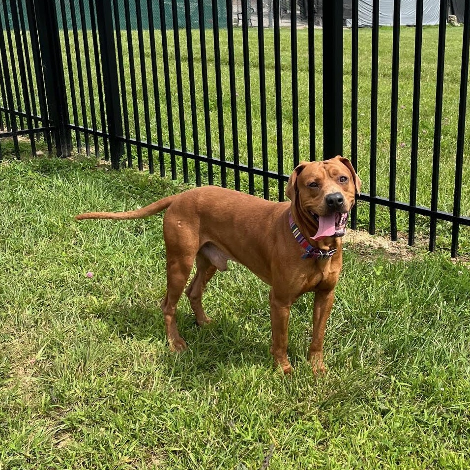 Enlarge Dave @ Prison Program - Prison Training Graduate, an adoptable mixed breed in West Jefferson, OH image 2/5