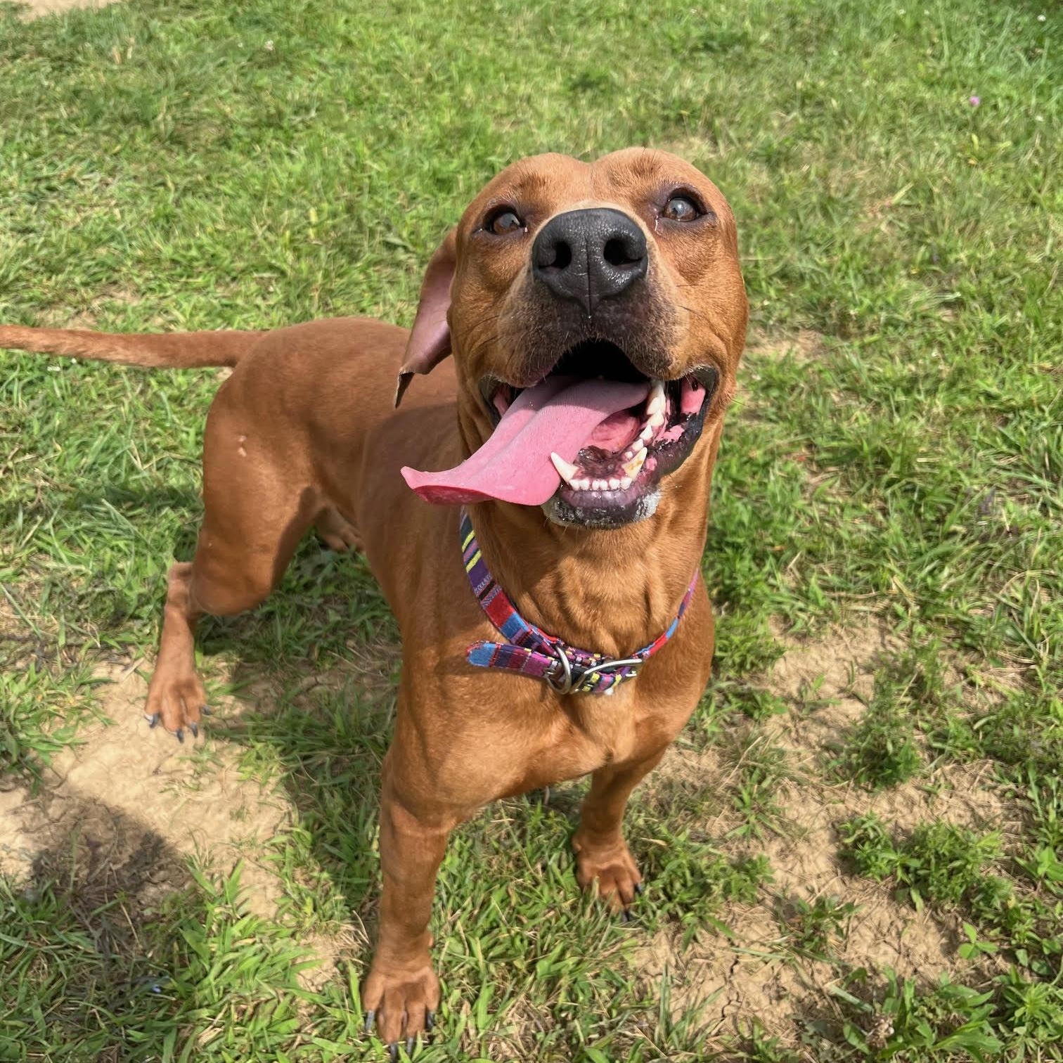 Enlarge Dave @ Prison Program - Prison Training Graduate, an adoptable mixed breed in West Jefferson, OH image 5/5