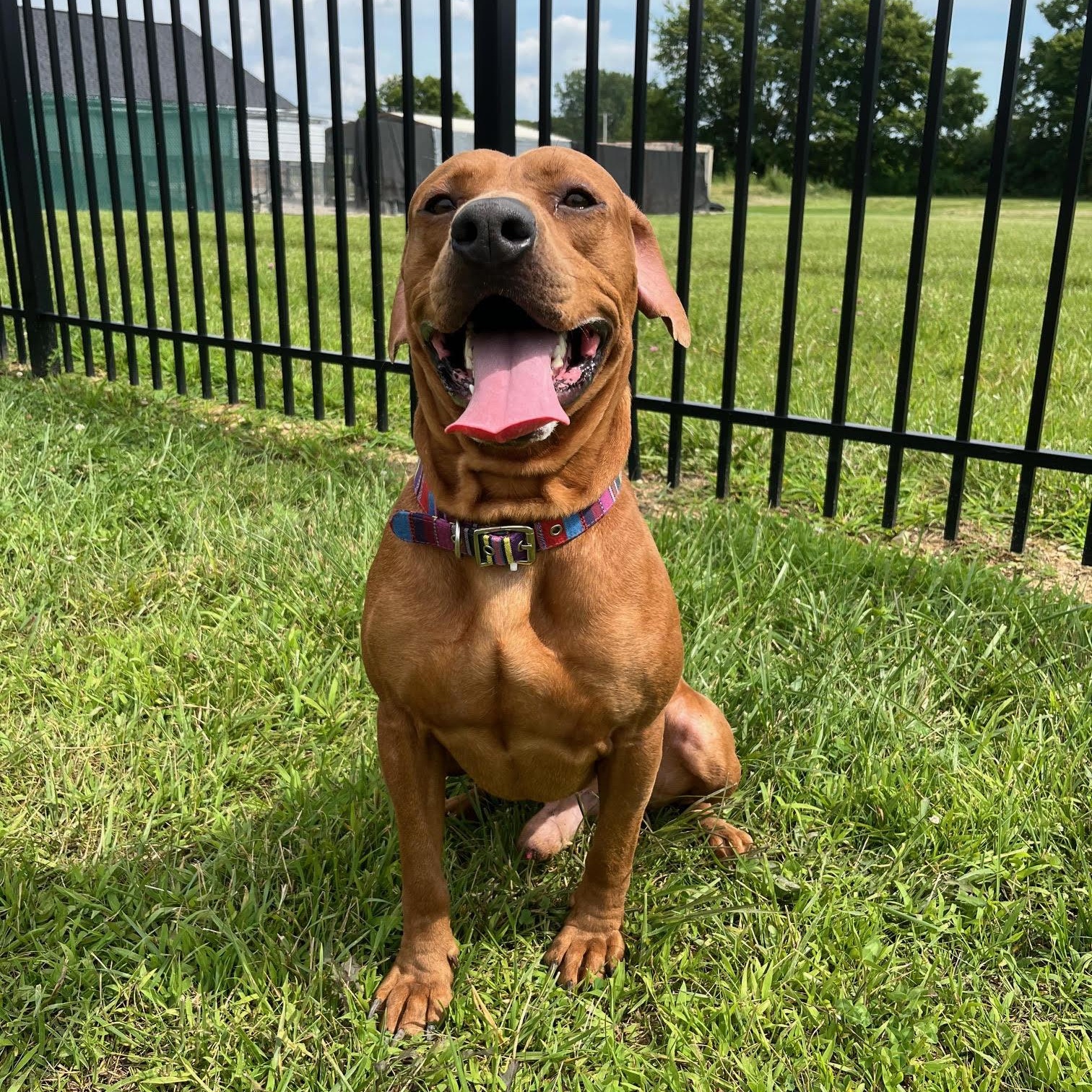 Enlarge Dave @ Prison Program - Prison Training Graduate, an adoptable mixed breed in West Jefferson, OH image 3/5