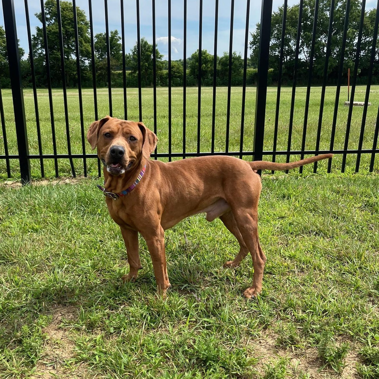 Enlarge Dave @ Prison Program - Prison Training Graduate, an adoptable mixed breed in West Jefferson, OH image 1/5