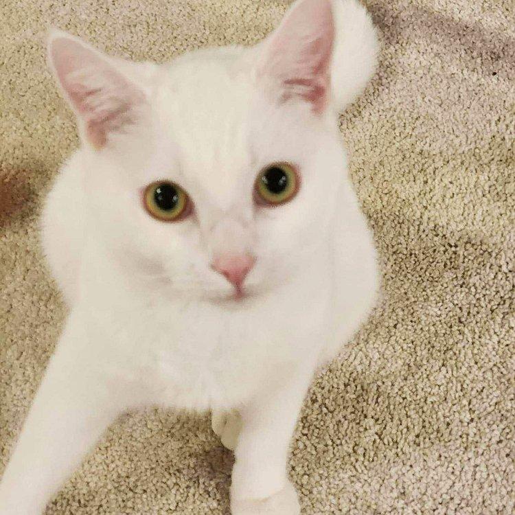 Ashe & Blossom, a Adoptable Domestic Short Hair in Abbotsford, BC image 4/4