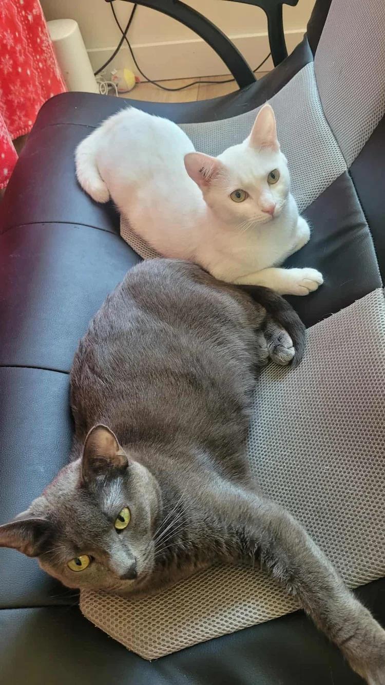 Ashe & Blossom, a Adoptable Domestic Short Hair in Abbotsford, BC image 3/4