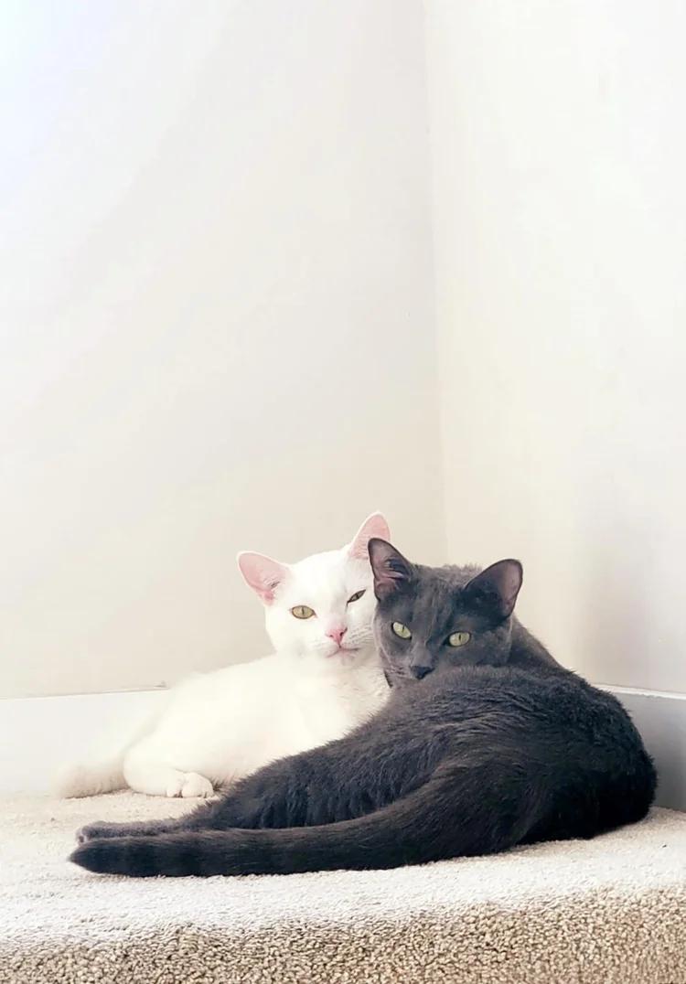 Ashe & Blossom, Adoptable, Young Female Domestic Short Hair.