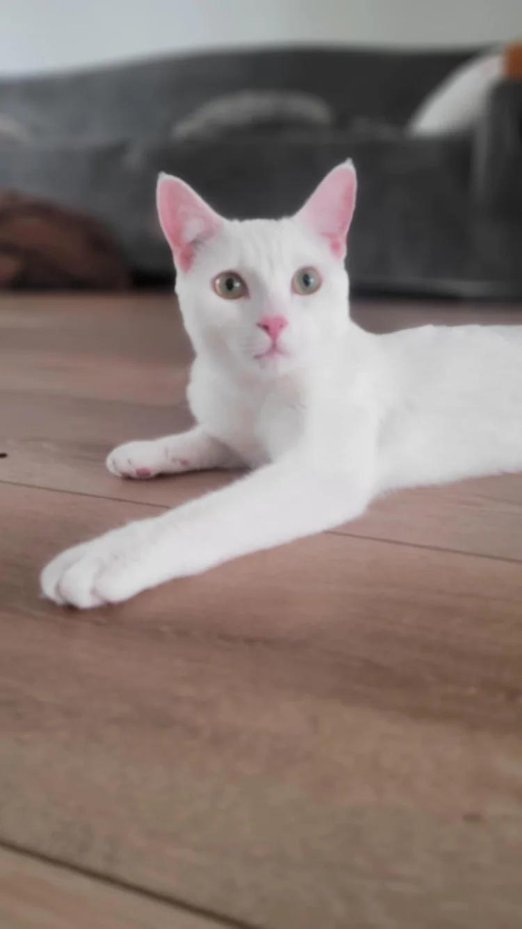 Ashe & Blossom, a Adoptable Domestic Short Hair in Abbotsford, BC image 2/4