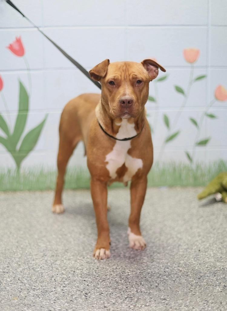 Enlarge Amor, a Adoptable mixed breed in Asheville, NC image 1/6