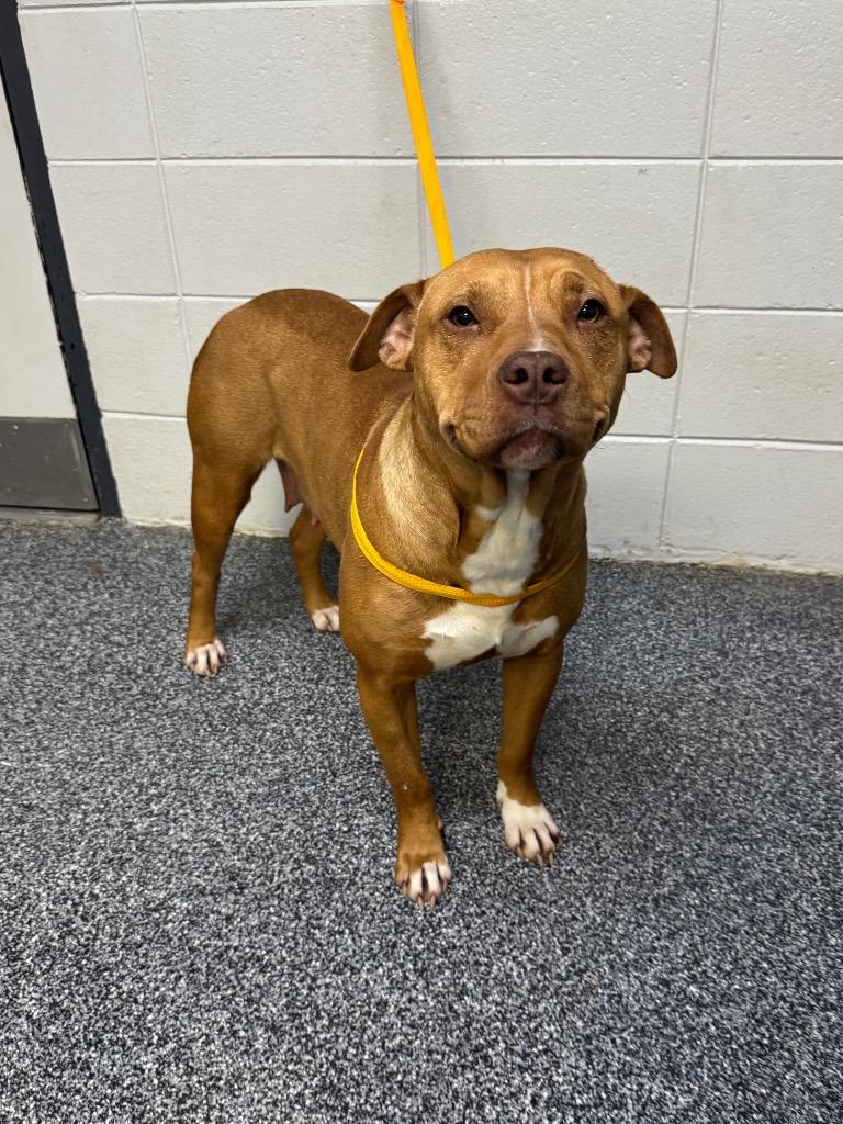 Enlarge Amor, a Adoptable mixed breed in Asheville, NC image 2/6