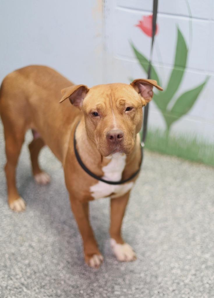 Enlarge Amor, a Adoptable mixed breed in Asheville, NC image 3/6