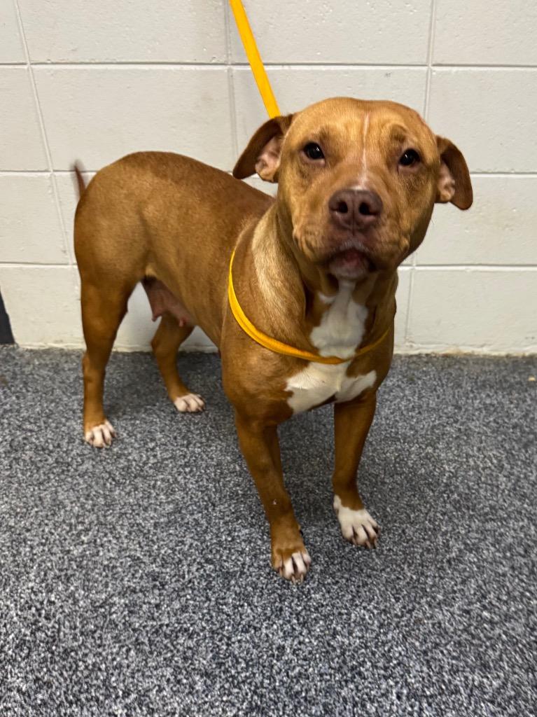 Enlarge Amor, a Adoptable mixed breed in Asheville, NC image 4/6