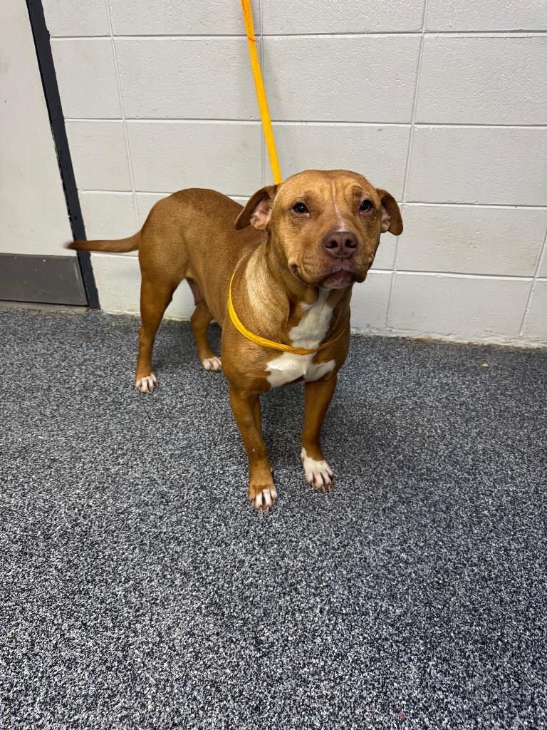 Enlarge Amor, a Adoptable mixed breed in Asheville, NC image 5/6