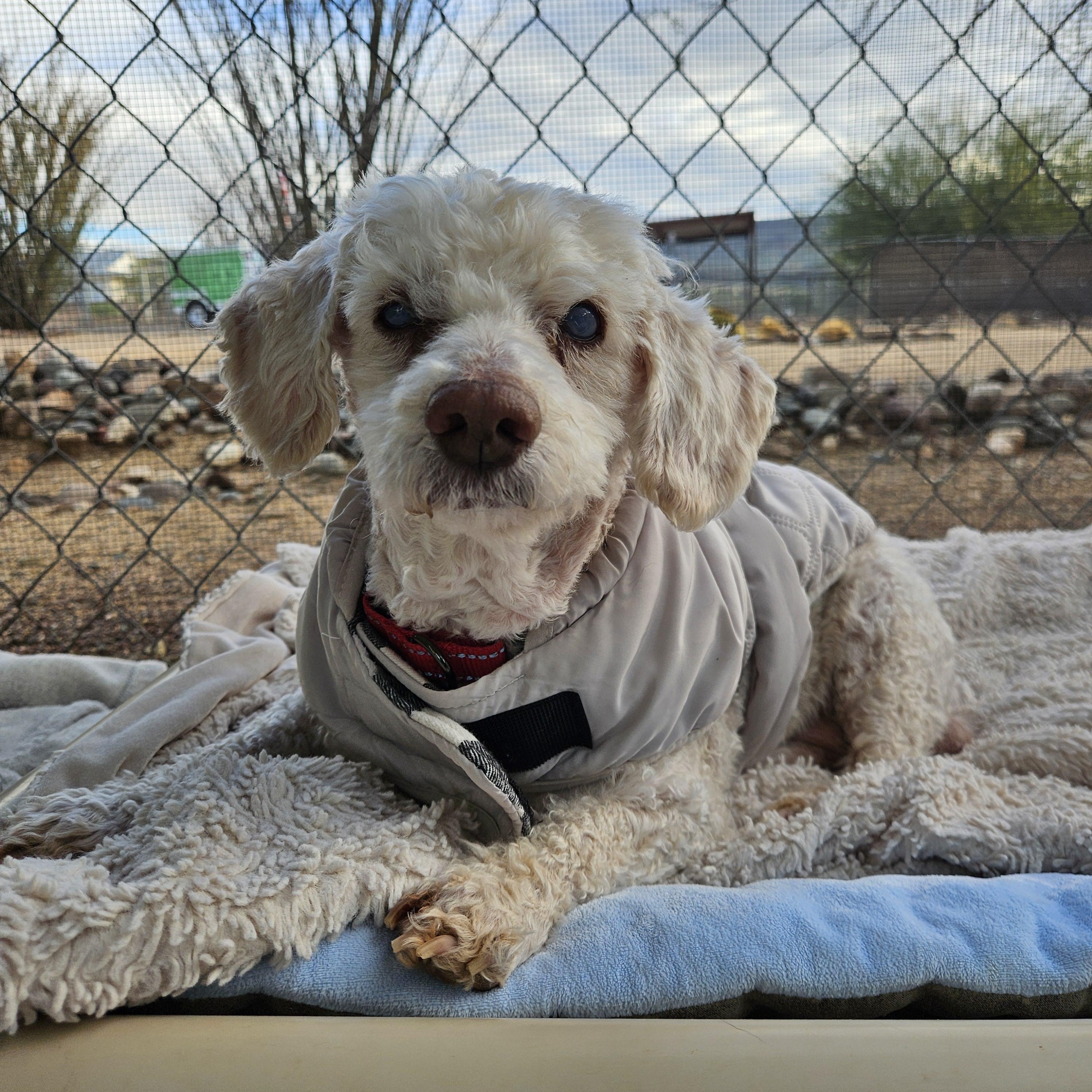 Bentley, a ADOPTABLE Miniature Poodle in New River, AZ image 3/6