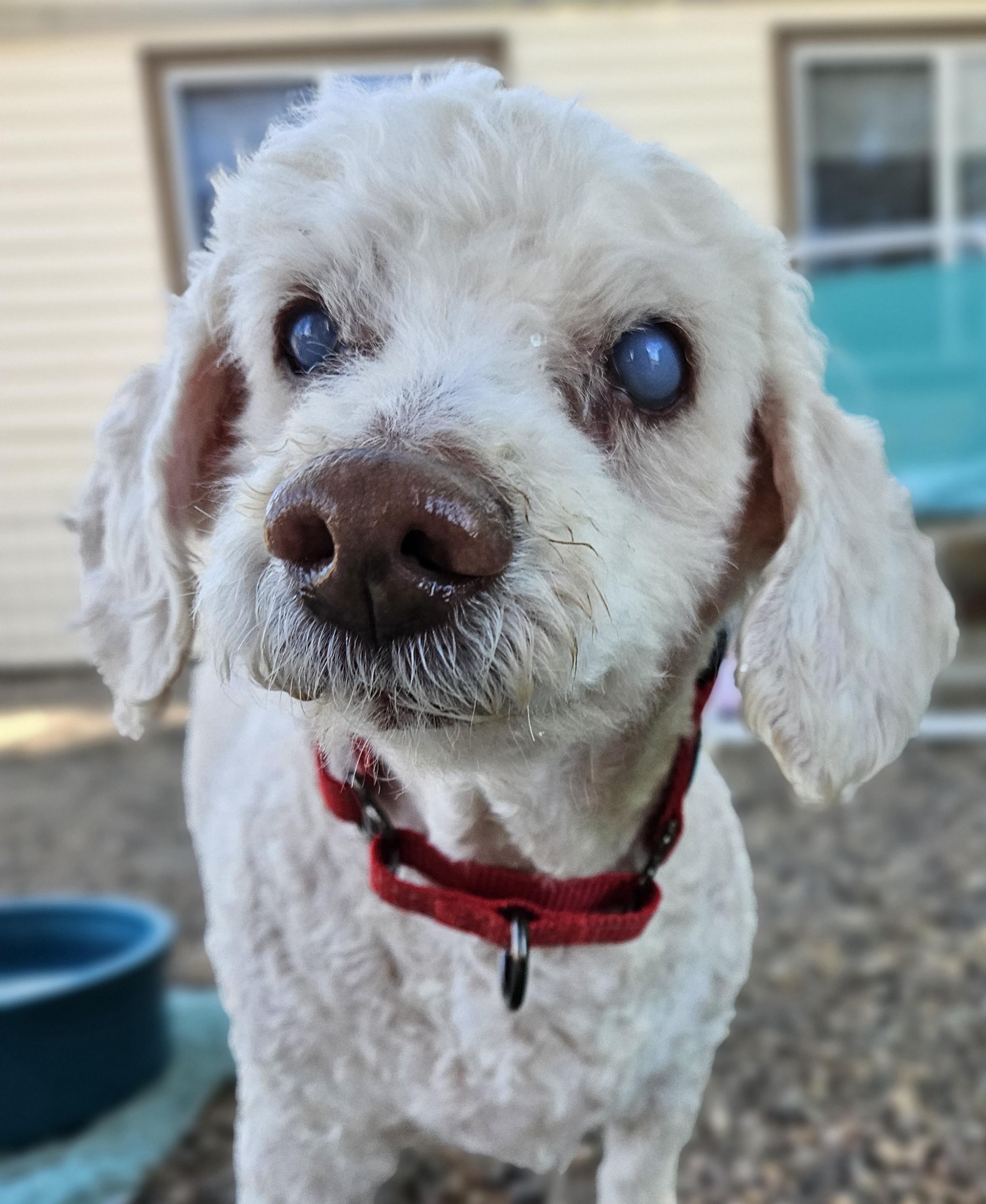 Bentley, ADOPTABLE, Senior Male Miniature Poodle.
