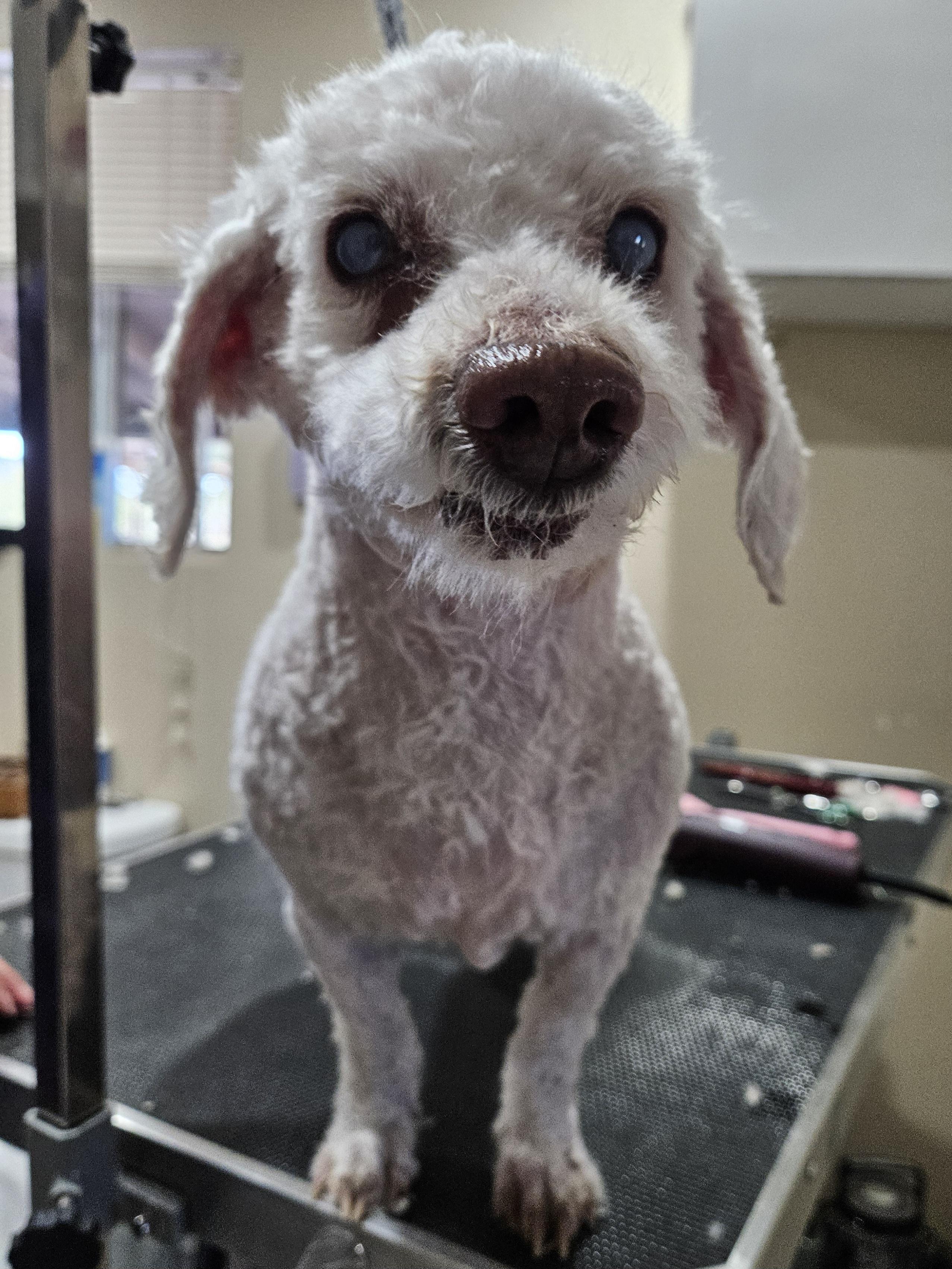 Bentley, a ADOPTABLE Miniature Poodle in New River, AZ image 6/6