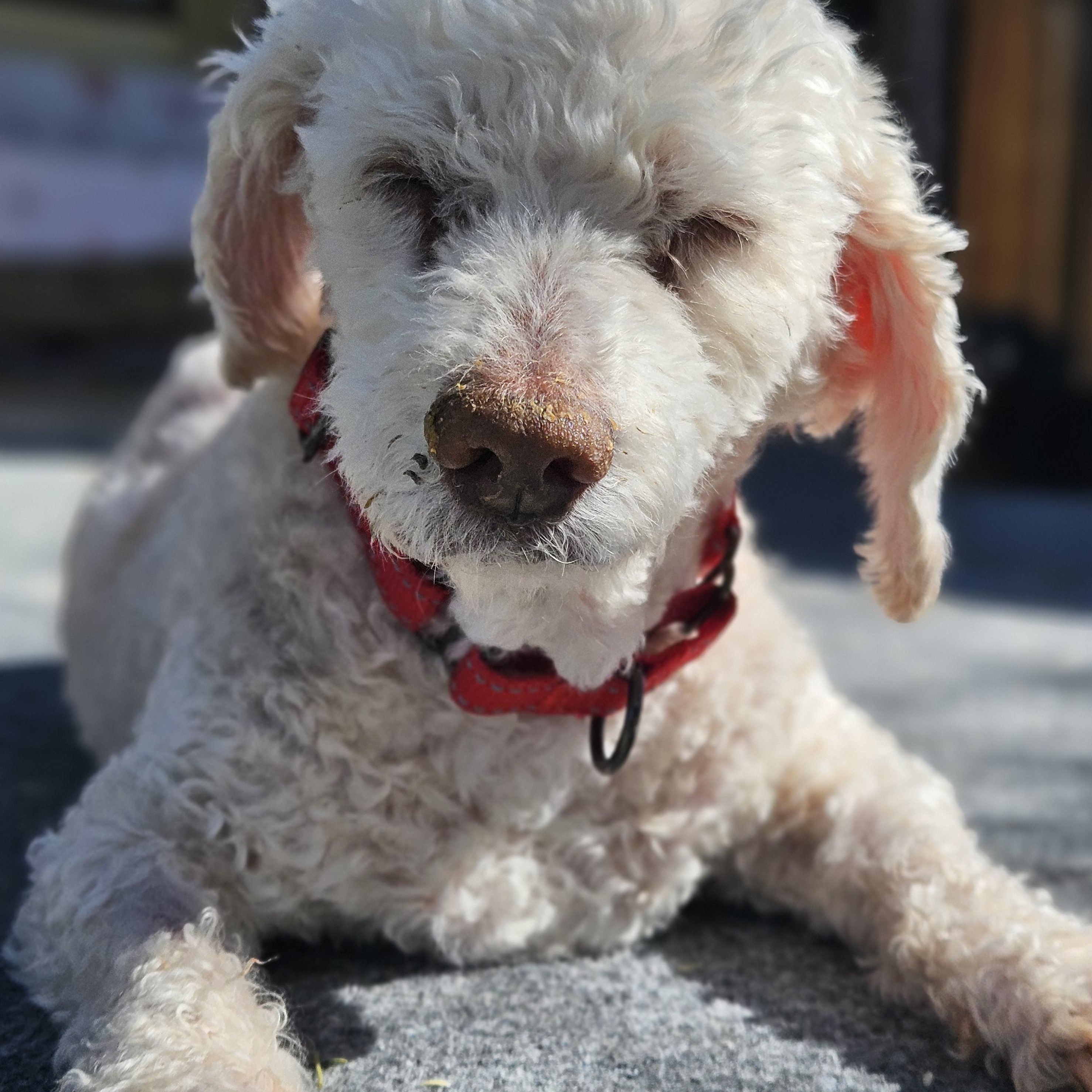 Bentley, a ADOPTABLE Miniature Poodle in New River, AZ image 2/6