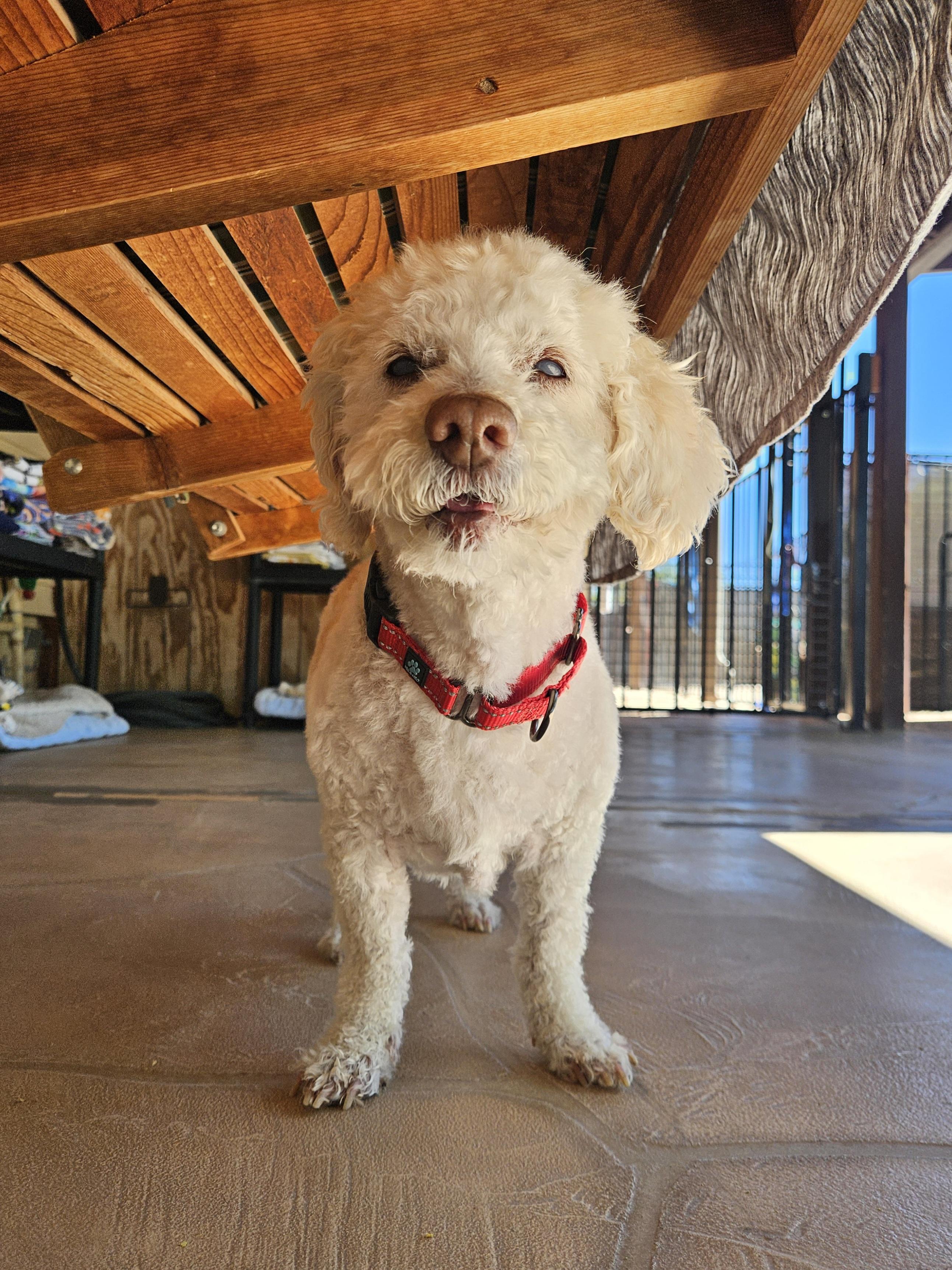 Bentley, a ADOPTABLE Miniature Poodle in New River, AZ image 5/6