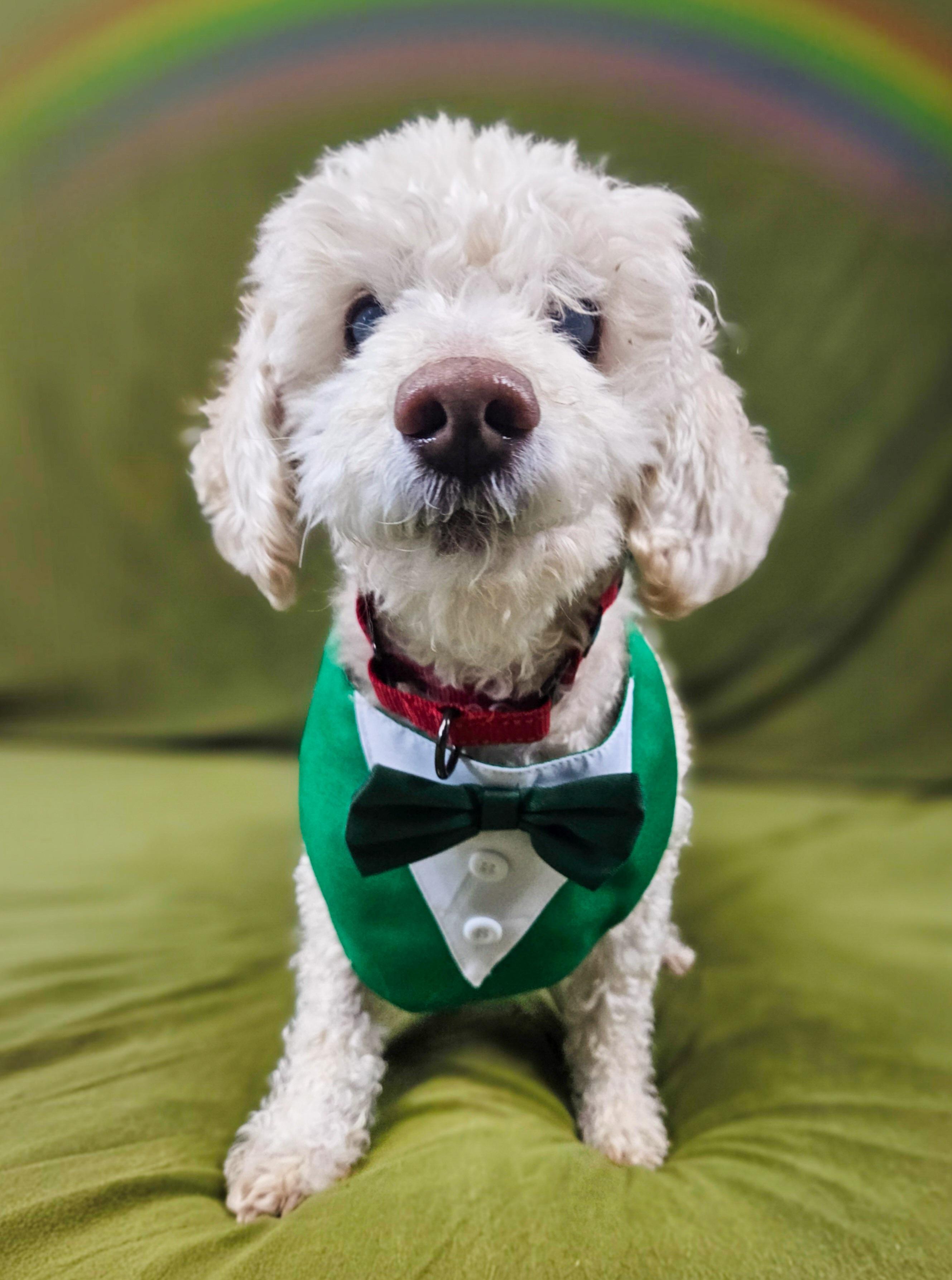 Bentley, a ADOPTABLE Miniature Poodle in New River, AZ image 4/6