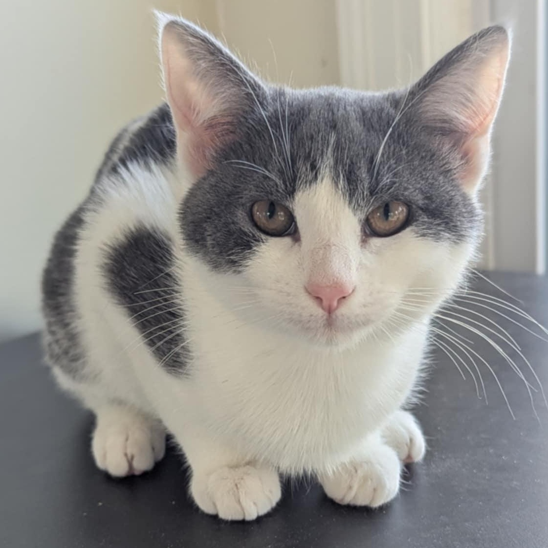 Enlarge Oogie, a Adoptable Domestic Short Hair in Alexandria, VA image 3/6