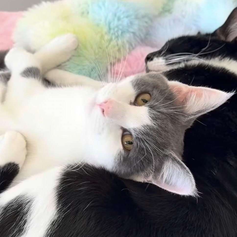 Enlarge Oogie, a Adoptable Domestic Short Hair in Alexandria, VA image 6/6