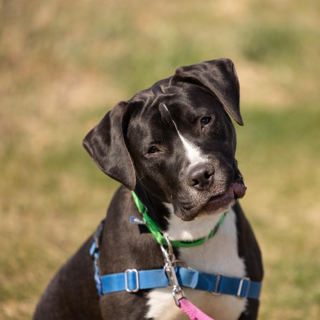 Enlarge Harry, a Adoptable Mixed Breed in Waukesha, WI image 1/6