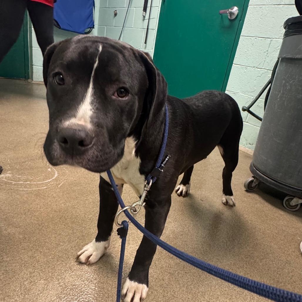 Harry, Adoptable, Young Male Mixed Breed.
