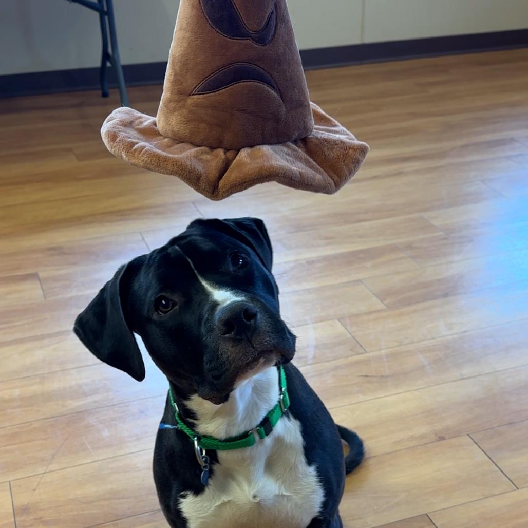 Enlarge Harry, a Adoptable Mixed Breed in Waukesha, WI image 2/6