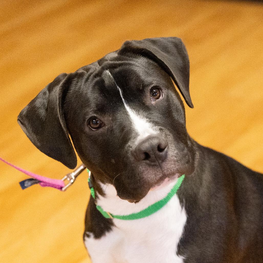 Enlarge Harry, a Adoptable Mixed Breed in Waukesha, WI image 1/6