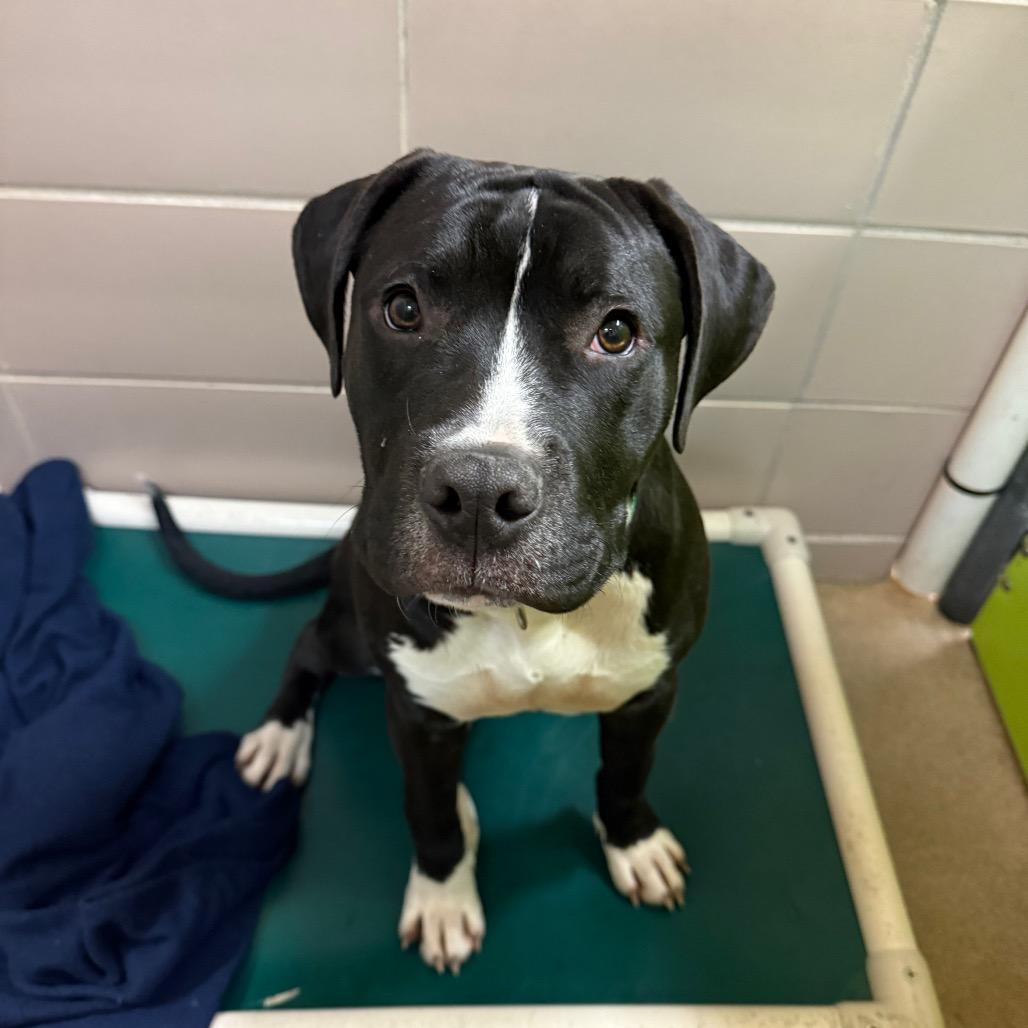 Enlarge Harry, a Adoptable Mixed Breed in Waukesha, WI image 2/6