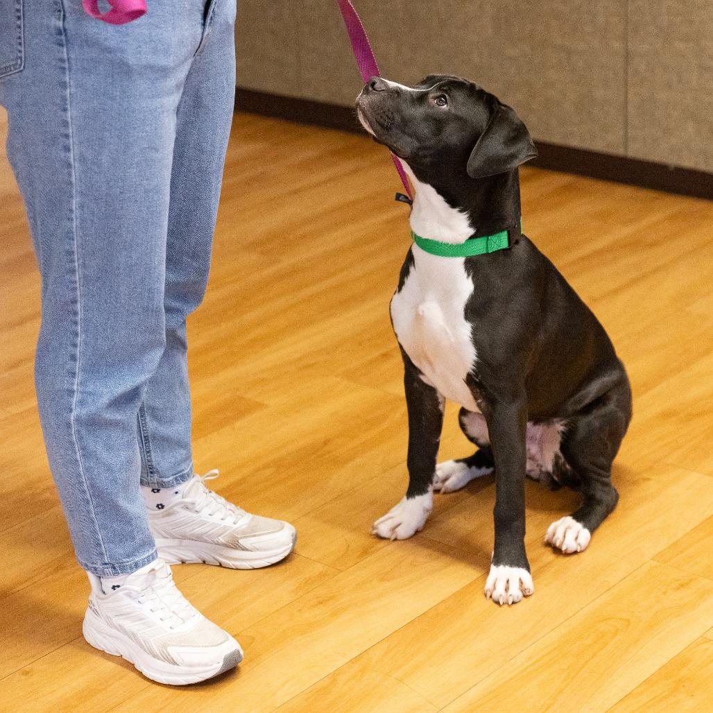 Enlarge Harry, a Adoptable Mixed Breed in Waukesha, WI image 3/6