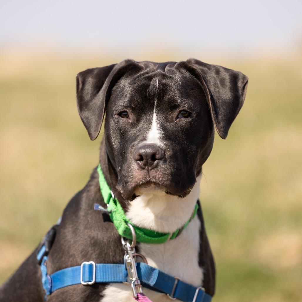 Enlarge Harry, a Adoptable Mixed Breed in Waukesha, WI image 4/6