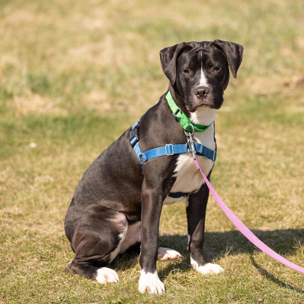 Enlarge Harry, a Adoptable Mixed Breed in Waukesha, WI image 5/6