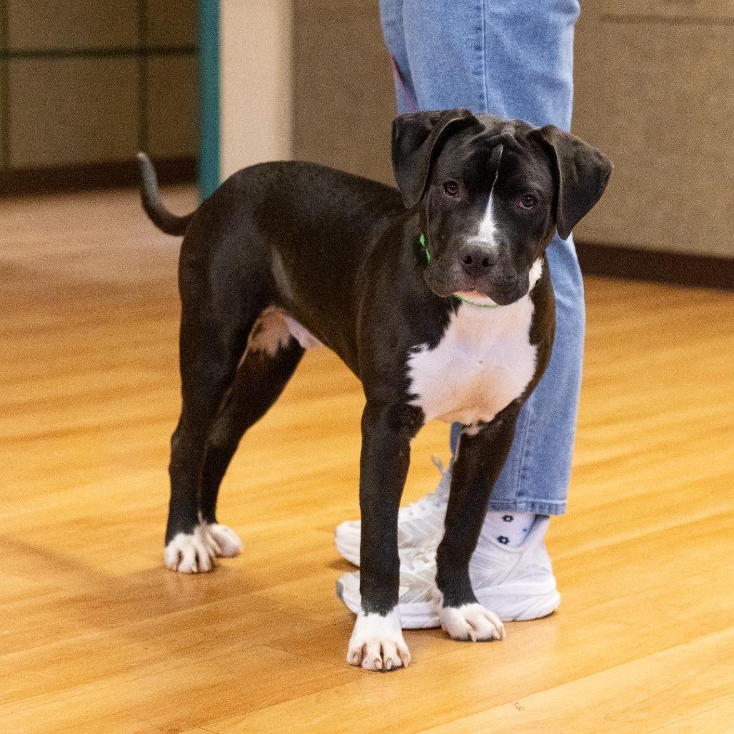 Enlarge Harry, a Adoptable Mixed Breed in Waukesha, WI image 4/6