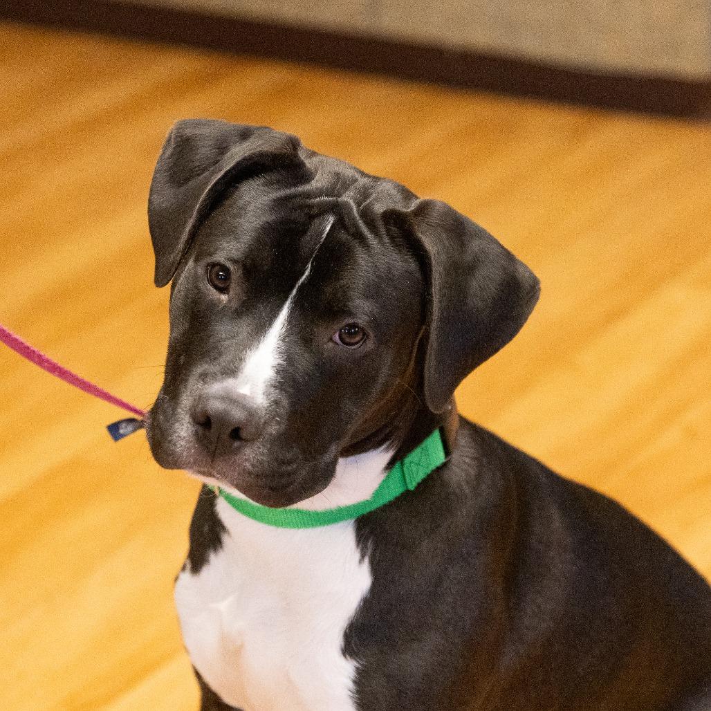 Enlarge Harry, a Adoptable Mixed Breed in Waukesha, WI image 5/6