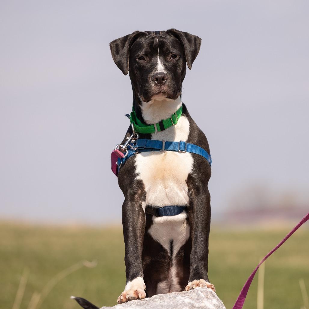 Enlarge Harry, a Adoptable Mixed Breed in Waukesha, WI image 6/6