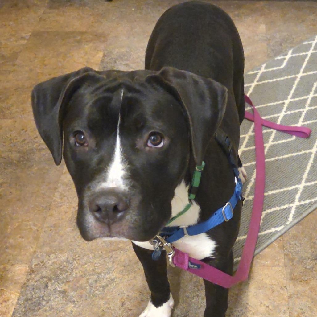 Enlarge Harry, a Adoptable Mixed Breed in Waukesha, WI image 6/6