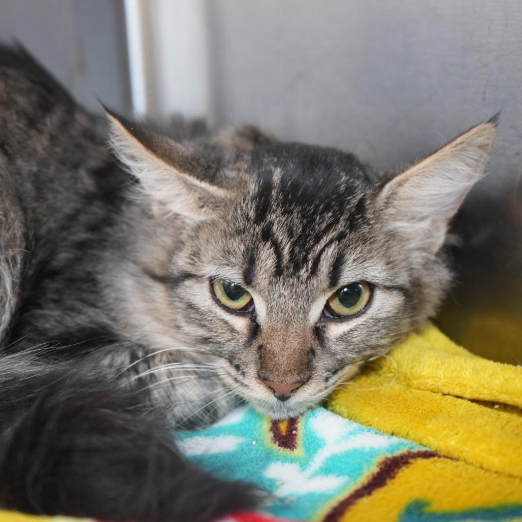 Hermione, Adoptable, Young Female Domestic Short Hair.