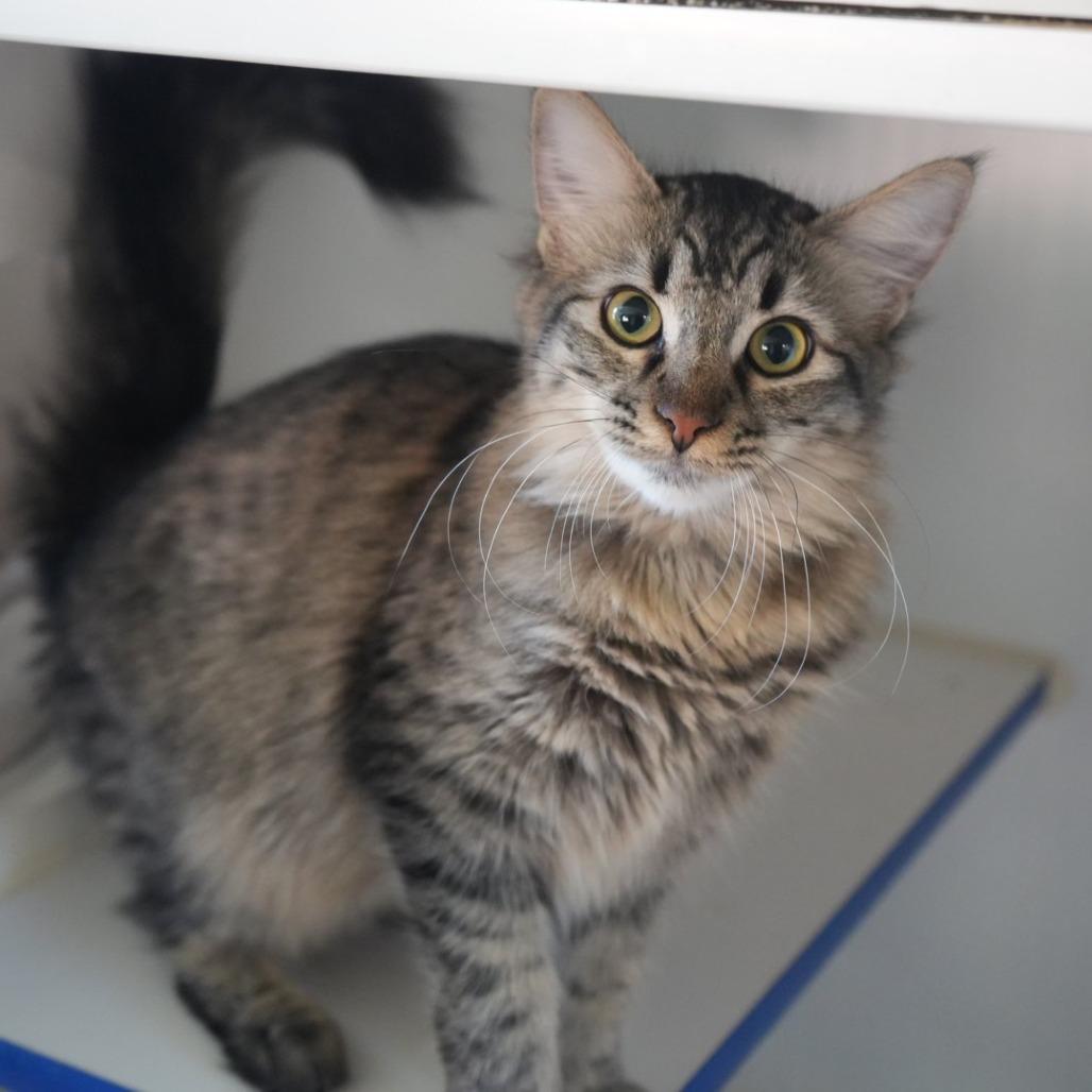 Enlarge Hermione, a Adoptable Domestic Short Hair in Coachella, CA image 2/3