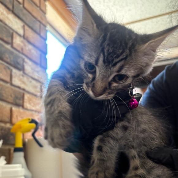 Enlarge Hermione, a Adoptable Domestic Short Hair in Coachella, CA image 3/3