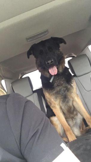 Enlarge Cecil, a Adoptable German Shepherd Dog in Didsbury, AB image 2/6