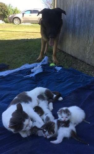 Enlarge Cecil, a Adoptable German Shepherd Dog in Didsbury, AB image 3/6