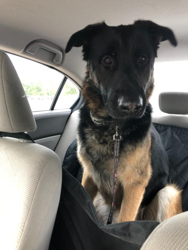 Enlarge Cecil, a Adoptable German Shepherd Dog in Didsbury, AB image 6/6