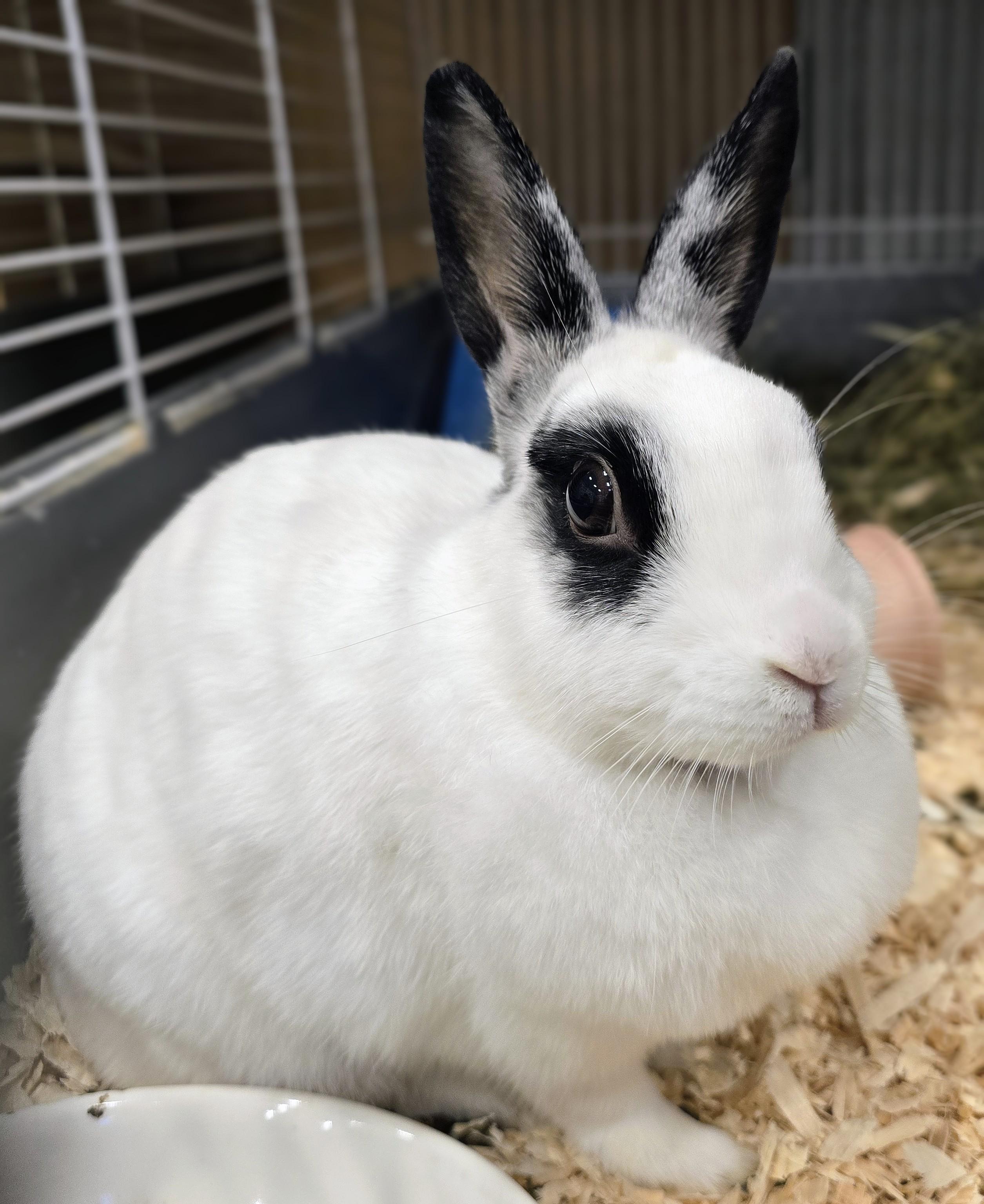 Enlarge -157 Dolly, a Adoptable American in Amityville, NY image 4/6