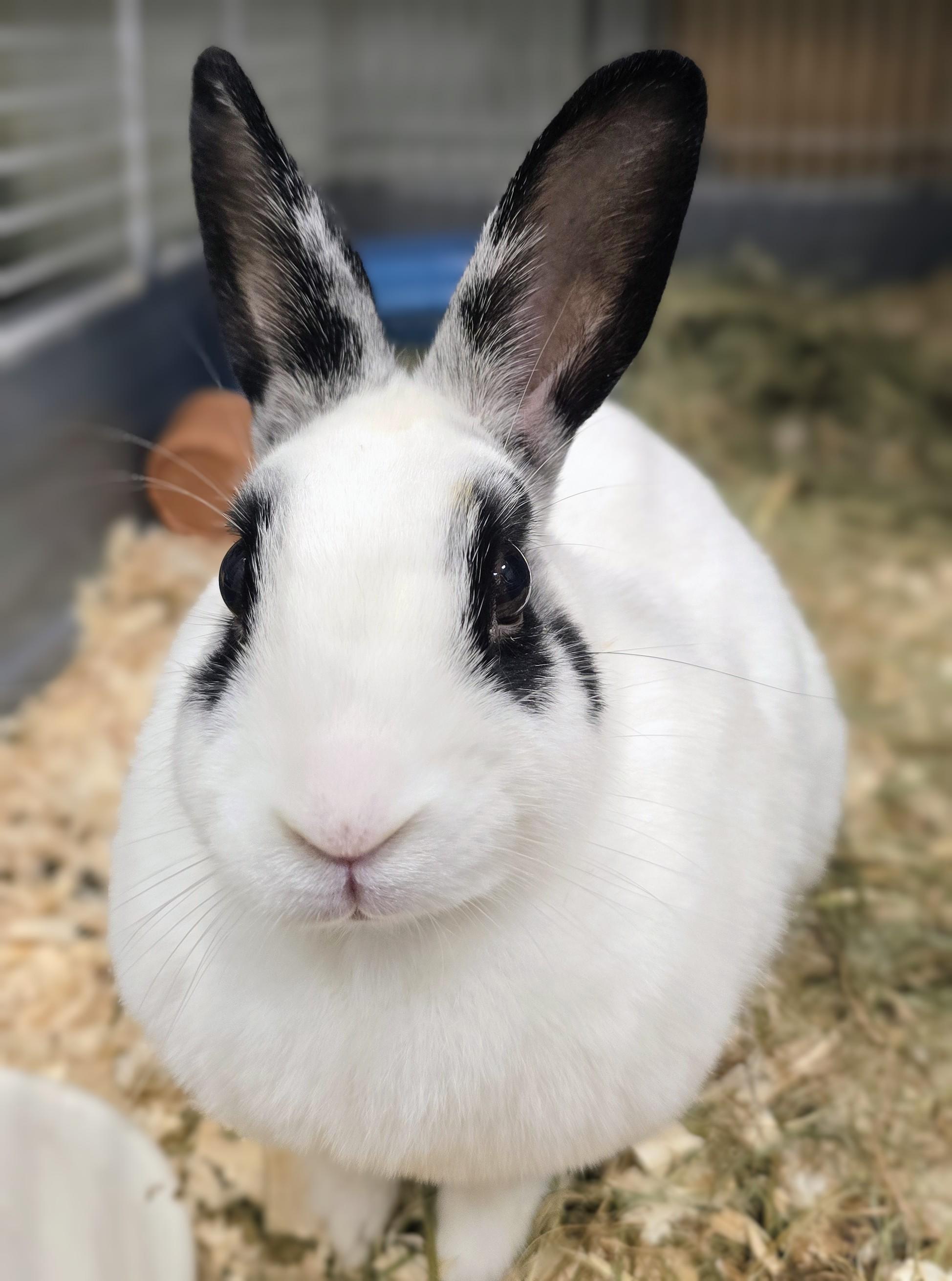 Enlarge -157 Dolly, a Adoptable American in Amityville, NY image 2/6