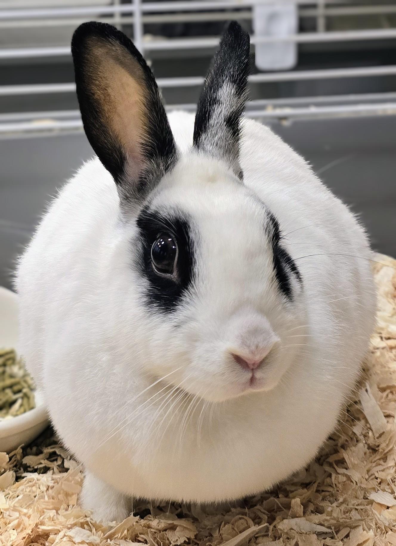 Enlarge -157 Dolly, a Adoptable American in Amityville, NY image 5/6